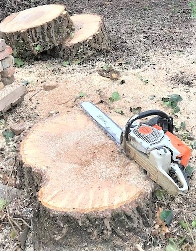 fakivagas alpintechnikaval balatonszarszo fakivágás alpintechnikával Balatonszárszó